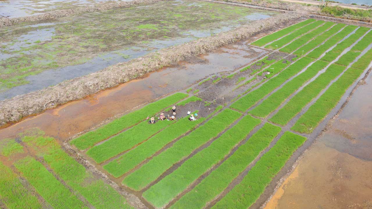 Cetak Sawah